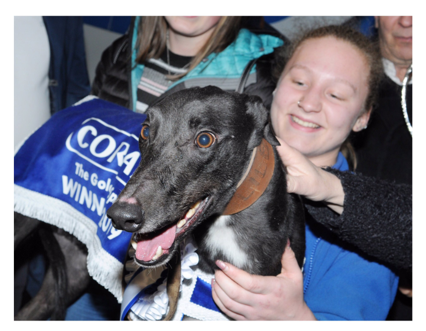 Welcoming the next generation of greyhound trainers: an apprentice’s story